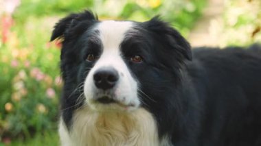 Parktaki arka planda oturan sevimli, gülümseyen köpek yavrusu sınır köpeğinin açık hava portresi. Açık havada güneşli bir yaz gününde komik suratlı küçük bir köpek. Hayvan bakımı ve komik hayvan yaşam konsepti
