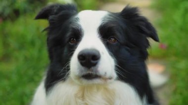 Parktaki arka planda oturan sevimli, gülümseyen köpek yavrusu sınır köpeğinin açık hava portresi. Açık havada güneşli bir yaz gününde komik suratlı küçük bir köpek. Hayvan bakımı ve komik hayvan yaşam konsepti