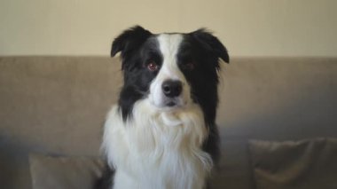 Köpek yavrusu Collie 'nin komik bir portresi. Evdeki kanepede dinlenen sevimli bir köpek. Evcil hayvan konsepti. Komik duygusal köpek.