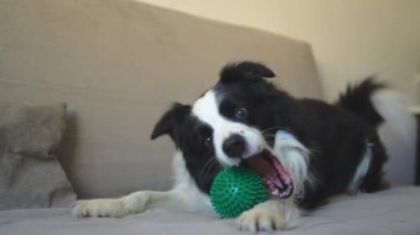 Hayvan aktivitesi. Komik köpek yavrusu sınır köpeği Collie oyuncak topu ağzında tutarak evdeki kanepede oynuyor. Safkan evcil köpek sahibi ile oynamak istiyor. Evcil hayvan sevgisi arkadaşlık konsepti