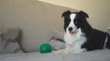 Hayvan aktivitesi. Komik köpek yavrusu sınır köpeği Collie oyuncak topu ağzında tutarak evdeki kanepede oynuyor. Safkan evcil köpek sahibi ile oynamak istiyor. Evcil hayvan sevgisi arkadaşlık konsepti