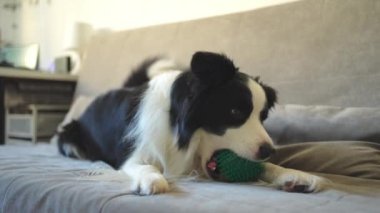 Hayvan aktivitesi. Komik köpek yavrusu sınır köpeği Collie oyuncak topu ağzında tutarak evdeki kanepede oynuyor. Safkan evcil köpek sahibi ile oynamak istiyor. Evcil hayvan sevgisi arkadaşlık konsepti