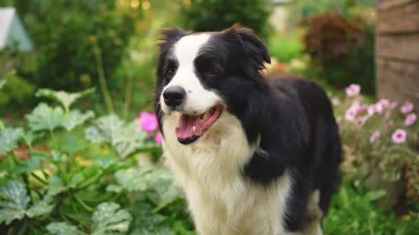 Outdoor Portrait Cute Smiling Puppy Border Collie Sitting Park Background — Stock Video
