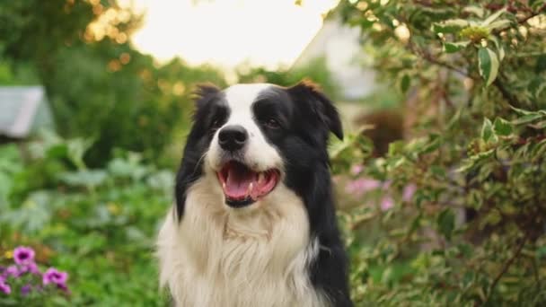 Retrato Aire Libre Lindo Sonriente Collie Borde Del Cachorro Sentado — Vídeo de stock