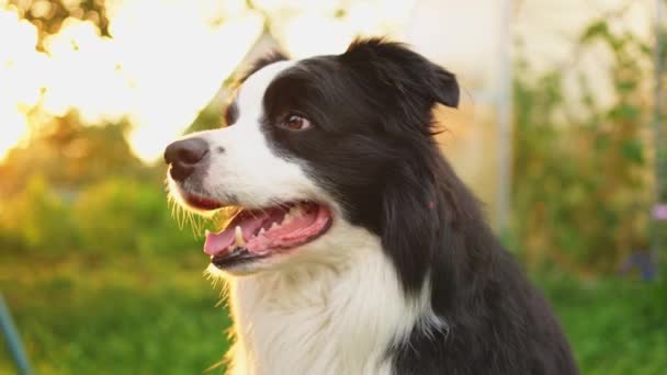 Outdoor Portrait Cute Smiling Puppy Border Collie Sitting Park Background — Stock Video