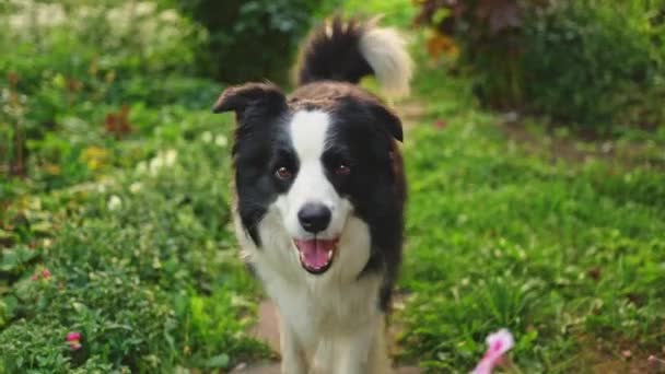 ガーデンパークを歩くかわいい笑顔の子犬ボーダーコリーの屋外肖像画 屋外で晴れた夏の日の面白い顔をした小さな犬 ペットケアと面白い動物ライフコンセプト — ストック動画