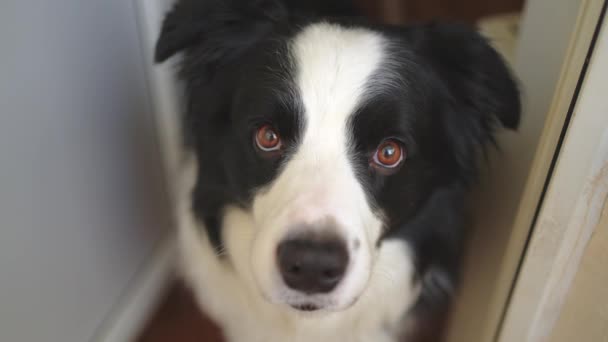 Vtipný Emocionální Pes Portrét Roztomilého Usměvavého Psa Hraničícího Kolií Doma — Stock video