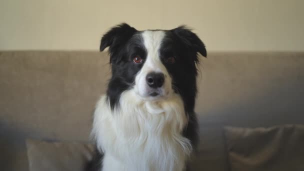 Divertido Retrato Perro Perrito Frontera Collie Sentado Sofá Interior Lindo — Vídeos de Stock