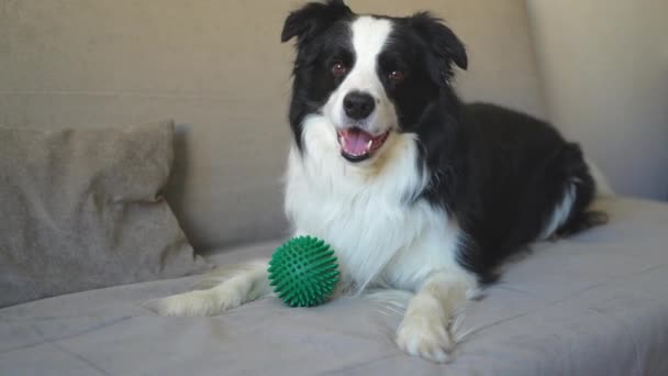 Pet Activity Funny Puppy Dog Border Collie Holding Toy Ball — Stock Video