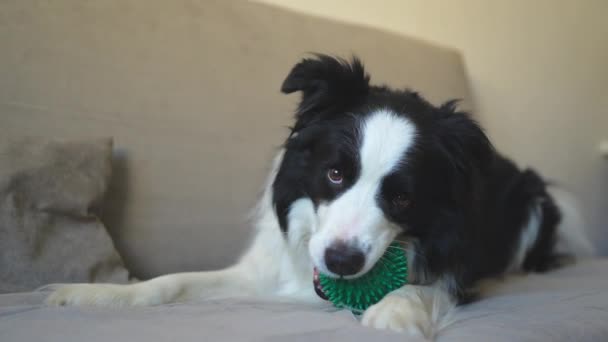 ペットの活動 面白い子犬のボーダーコリー屋内で自宅でソファーで遊ぶ口に玩具ボールを保持しています 純粋なペット犬は飼い主と遊びたいと思っています ペットの友情コンセプトへの愛 — ストック動画