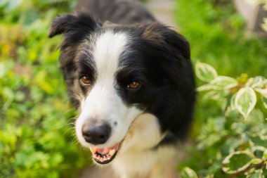 Parktaki arka planda oturan sevimli, gülümseyen köpek yavrusu sınır köpeğinin açık hava portresi. Açık havada güneşli bir yaz gününde komik suratlı küçük bir köpek. Hayvan bakımı ve komik hayvan yaşam konsepti