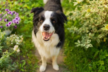 Parktaki arka planda oturan sevimli, gülümseyen köpek yavrusu sınır köpeğinin açık hava portresi. Açık havada güneşli bir yaz gününde komik suratlı küçük bir köpek. Hayvan bakımı ve komik hayvan yaşam konsepti