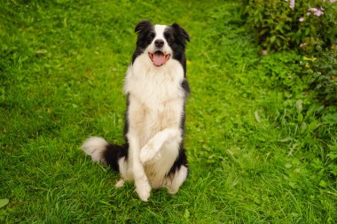 Parktaki arka planda oturan sevimli, gülümseyen köpek yavrusu sınır köpeğinin açık hava portresi. Açık havada güneşli bir yaz gününde komik suratlı küçük bir köpek. Hayvan bakımı ve komik hayvan yaşam konsepti