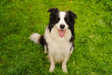 Parktaki arka planda oturan sevimli, gülümseyen köpek yavrusu sınır köpeğinin açık hava portresi. Açık havada güneşli bir yaz gününde komik suratlı küçük bir köpek. Hayvan bakımı ve komik hayvan yaşam konsepti