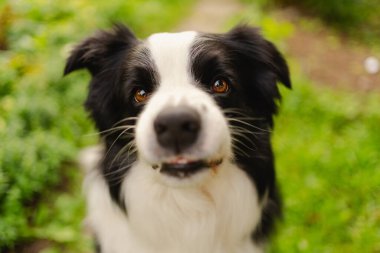 Parktaki arka planda oturan sevimli, gülümseyen köpek yavrusu sınır köpeğinin açık hava portresi. Açık havada güneşli bir yaz gününde komik suratlı küçük bir köpek. Hayvan bakımı ve komik hayvan yaşam konsepti