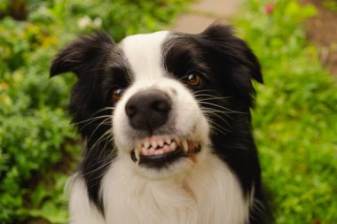 Tehlikeli, öfkeli bir köpek. Agresif köpek yavrusu sınırında çoban köpeği sivri dişleri olan saldırgan ve tehlikeli görünüyor. Koruyucu hırlayan korkunç köpek saldırıya hazır. Kuduz kapmış evcil hayvan..