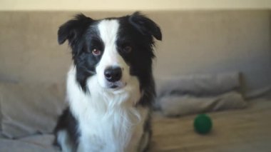 Köpek yavrusu Collie 'nin kanepede el sallayan patisinin komik bir portresi. Evdeki kanepede dinlenen sevimli bir köpek. Komik duygusal köpek, şirin poz. Köpek pençesini kaldır.