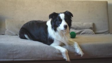 Şirin köpek yavrusu sınır köpeği Collie evde kanepede yatıp komik suratıyla oynuyor. Evcil köpek rahat bir kanepede uyumaya hazır. Hayvan bakımı ve hayvan bakımı konsepti. Komik duygusal köpek.