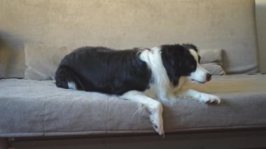 Şirin köpek yavrusu sınır köpeği Collie evde kanepede yatıp komik suratıyla oynuyor. Evcil köpek rahat bir kanepede uyumaya hazır. Hayvan bakımı ve hayvan bakımı konsepti. Komik duygusal köpek.
