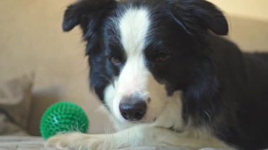 Şirin köpek yavrusu sınır köpeği Collie evde kanepede yatıp komik suratıyla oynuyor. Evcil köpek rahat bir kanepede uyumaya hazır. Hayvan bakımı ve hayvan bakımı konsepti. Komik duygusal köpek.