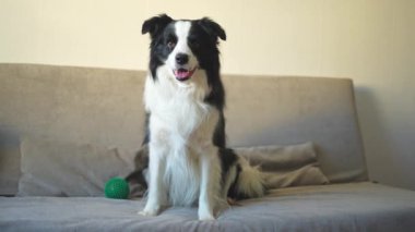 Köpek yavrusu Collie 'nin kanepede el sallayan patisinin komik bir portresi. Evdeki kanepede dinlenen sevimli bir köpek. Komik duygusal köpek, şirin poz. Köpek pençesini kaldır.