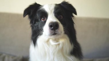 Komik duygusal köpek. Evde gülümseyen sevimli köpek yavrusunun portresi. Komik suratlı şirin bir köpek. Hayvan hayatı konsepti. Evcil hayvan sevgisi Dostluk arkadaşı
