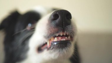 Tehlikeli, öfkeli bir köpek. Agresif köpek yavrusu sınırında çoban köpeği sivri dişleri olan saldırgan ve tehlikeli görünüyor. Koruyucu hırlayan korkunç köpek saldırıya hazır. Kuduz kapmış evcil hayvan..