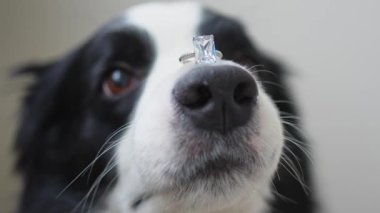 Benimle evlenir misin? Komik köpek yavrusu sınır köpeği Collie, beyaz arka planda izole edilmiş burnuna alyans takıyor. Nişan yüzüklü köpek burnu. Nişan teklifi konsepti