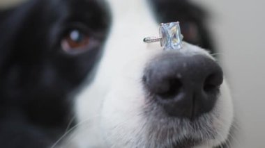 Benimle evlenir misin? Komik köpek yavrusu sınır köpeği Collie, beyaz arka planda izole edilmiş burnuna alyans takıyor. Nişan yüzüklü köpek burnu. Nişan teklifi konsepti