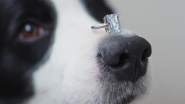Benimle evlenir misin? Komik köpek yavrusu sınır köpeği Collie, beyaz arka planda izole edilmiş burnuna alyans takıyor. Nişan yüzüklü köpek burnu. Nişan teklifi konsepti