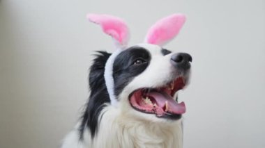 Mutlu Paskalyalar. Tatil için hazırlık. Beyaz arka planda izole edilmiş Paskalya tavşanı kulakları takan sevimli köpek yavrusu sınır köpeği çoban köpeği. Bahar köpeğini selamla