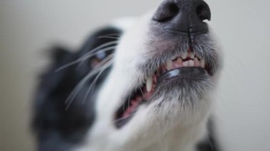 Tehlikeli, öfkeli bir köpek. Agresif köpek yavrusu sınırında çoban köpeği sivri dişleri olan saldırgan ve tehlikeli görünüyor. Koruyucu hırlayan korkunç köpek saldırıya hazır. Kuduz kapmış evcil hayvan..