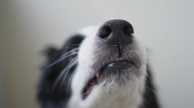 Tehlikeli, öfkeli bir köpek. Agresif köpek yavrusu sınırında çoban köpeği sivri dişleri olan saldırgan ve tehlikeli görünüyor. Koruyucu hırlayan korkunç köpek saldırıya hazır. Kuduz kapmış evcil hayvan..