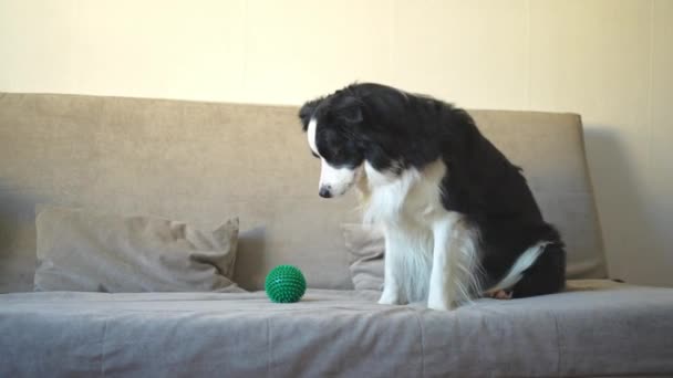Cute Puppy Dog Border Collie Lying Playing Funny Face Couch — Stock Video