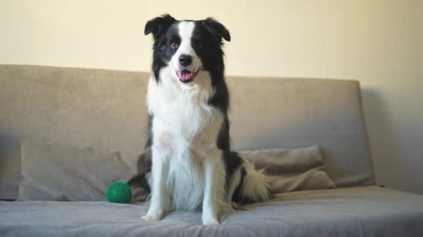 Lustiges Porträt Von Welpen Hund Border Collie Winkt Pfote Auf — Stockvideo