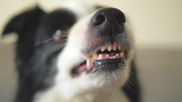 Pericoloso Cane Arrabbiato Aggressivo Cucciolo Cane Confine Collie Scoprendo Denti — Video Stock