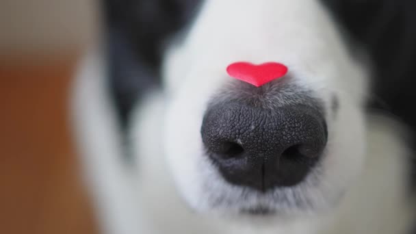 Valentines Day Concept Funny Portrait Cute Puppy Dog Border Collie — Stock Video
