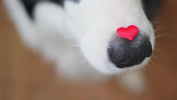 聖バレンタインデーのコンセプト おかしな肖像画 かわいい子犬のボーダーコリー 鼻に赤い心臓を保持しています 心臓の形をした犬の鼻が閉じます バレンタインデーに恋する素敵な犬は贈り物の愛を与えます — ストック動画