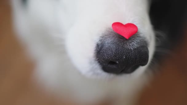 Konsep Hari Valentines Potret Lucu Anjing Lucu Perbatasan Collie Memegang — Stok Video