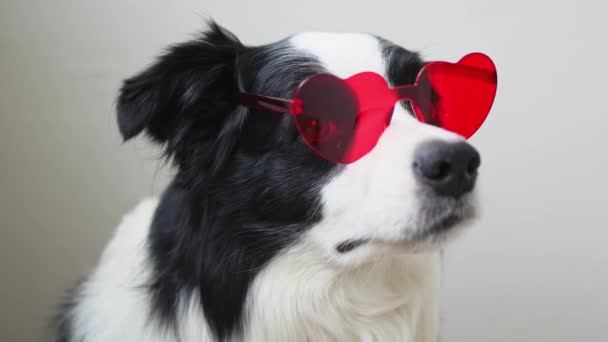 Valentinstag Februar Lustige Hundewelpen Border Collie Roten Herzförmigen Brillen Isoliert — Stockvideo