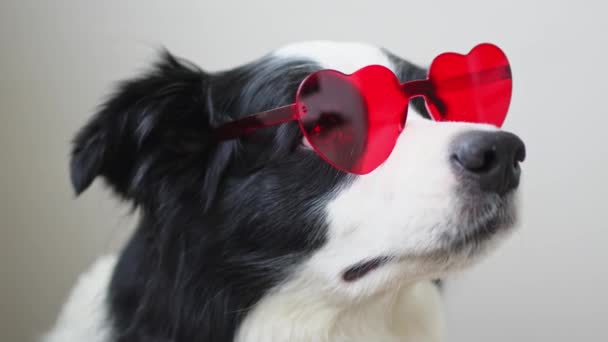 Valentijnsdag Februari Concept Grappige Puppy Hondenrand Collie Rode Hartvormige Glazen — Stockvideo