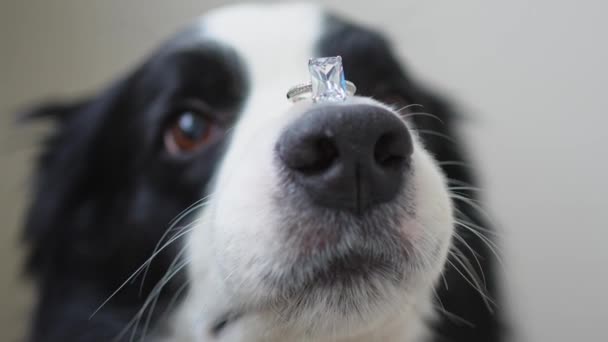 Willst Mich Heiraten Lustige Süße Hundewelpen Border Collie Hält Ehering — Stockvideo