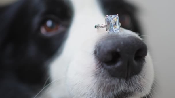 結婚してくれないか 面白いかわいい子犬の犬のボーダーのコリーは白い背景で隔離された鼻に結婚指輪を保持します 婚約指輪が付いている犬の鼻は閉まります 婚姻提案コンセプト — ストック動画