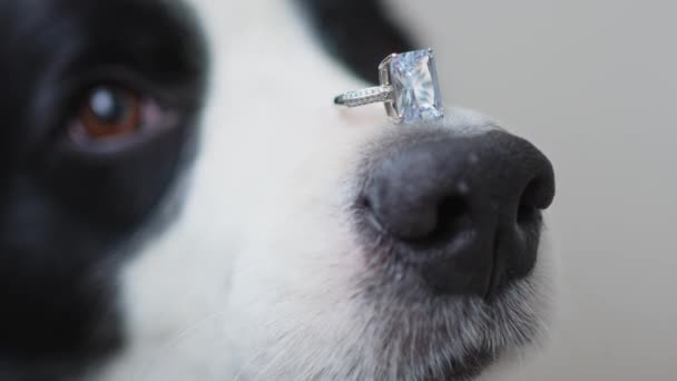 結婚してくれないか 面白いかわいい子犬の犬のボーダーのコリーは白い背景で隔離された鼻に結婚指輪を保持します 婚約指輪が付いている犬の鼻は閉まります 婚姻提案コンセプト — ストック動画