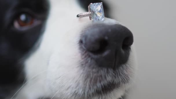 Benimle Evlenir Misin Komik Köpek Yavrusu Sınır Köpeği Collie Beyaz — Stok video