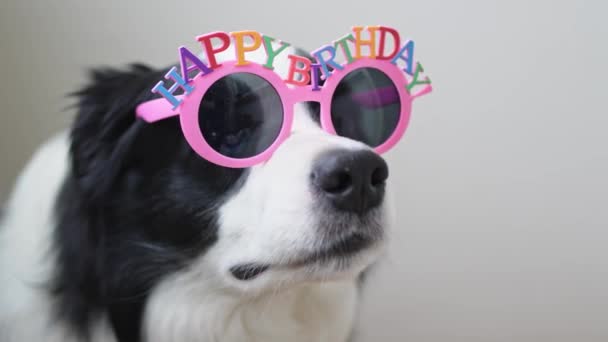 誕生日パーティーコンセプト 面白いかわいい子犬のボーダーコリーは 白い背景に隔離されたバースデーの愚かな眼鏡を身に着けています 誕生日にはペット犬がいる パーティーの準備 — ストック動画