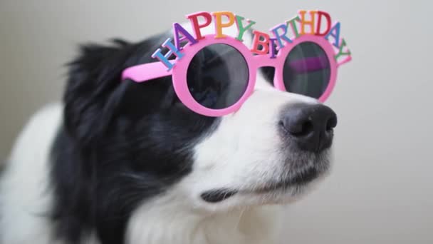 Happy Birthday Party Konzept Lustige Süße Hundewelpen Border Collie Tragen — Stockvideo