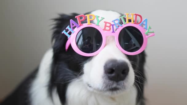 Happy Birthday Party Concept Funny Cute Puppy Dog Border Collie — Stock Video