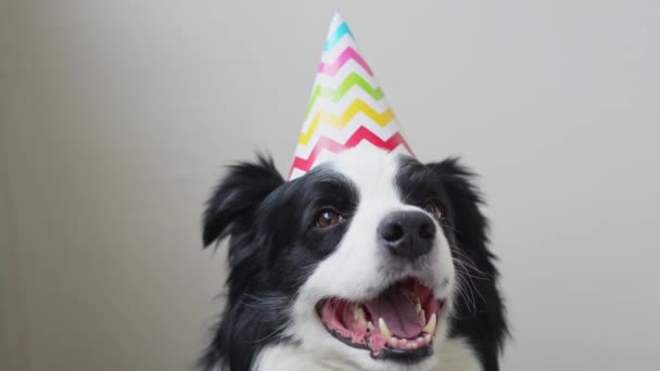 生日快乐派对的理念 滑稽可爱的小狗边境牧羊犬 头戴白色背景的生日帽 生日那天宠物狗 — 图库视频影像