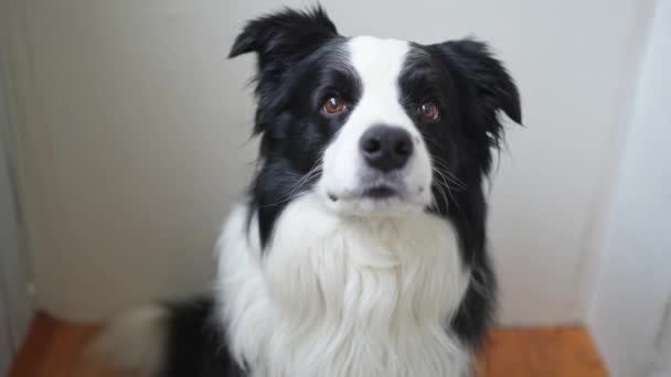 Vtipný Emocionální Pes Portrét Roztomilého Usměvavého Psa Hraničícího Kolií Doma — Stock video